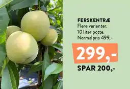Plantorama Ferskentræ tilbud