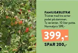 Plantorama Familieæbletræ tilbud
