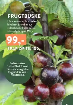 Plantorama Frugtbüske tilbud