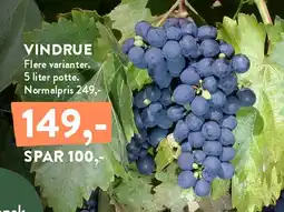 Plantorama Vindrue tilbud