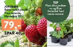 Plantorama Jordbær tilbud