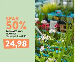 Plantorama Havedams-planter tilbud