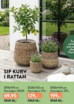 Plantorama Sif kurv i rattan tilbud