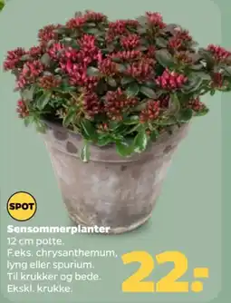 Netto Spot sensommerplanter tilbud