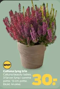 Netto Calluna lyng trio tilbud