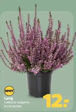 Netto Spot Lyng tilbud