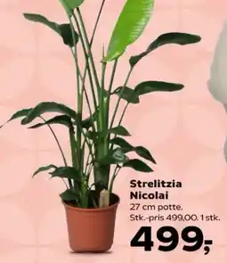 Kvickly Strelitzia Nicolai tilbud