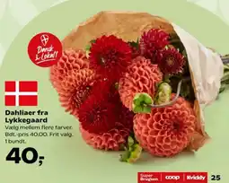 Kvickly Lykkegaard dahliar tilbud