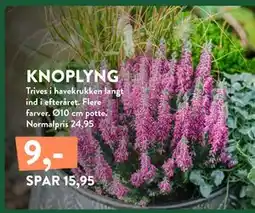 Plantorama KNOPLYNG tilbud