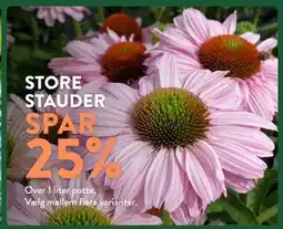 Plantorama STORE STAUDER tilbud