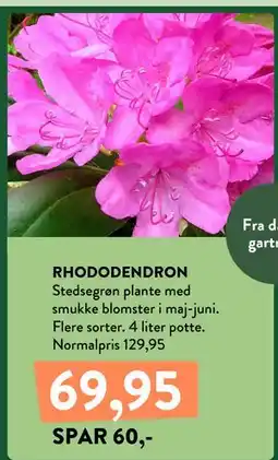Plantorama RHODODENDRON tilbud