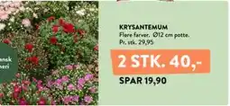 Plantorama KRYSANTEMUM tilbud