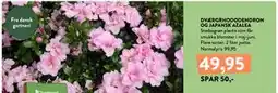 Plantorama DVÆRGRHODODENDRON OG JAPANSK AZALEA tilbud