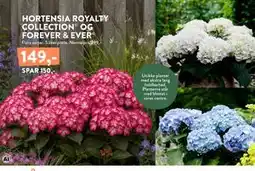Plantorama HORTENSIA ROYALTY COLLECTION OG FOREVER & EVER tilbud