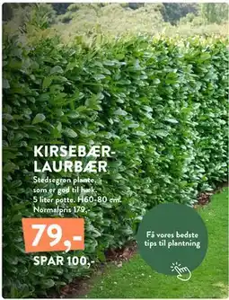 Plantorama KIRSEBÆRLAURBÆR tilbud