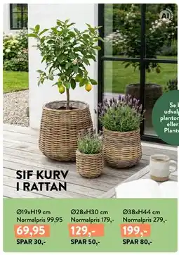 Plantorama SIF KURV I RATTAN tilbud