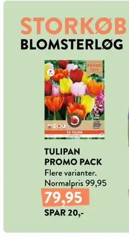 Plantorama TULIPAN PROMO PACK tilbud