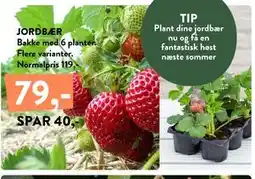 Plantorama JORDBÆR tilbud