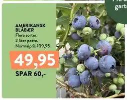 Plantorama AMERIKANSK BLÅBÆR tilbud