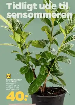 Netto Kirsebærlaurbær (Prunus Novita) tilbud