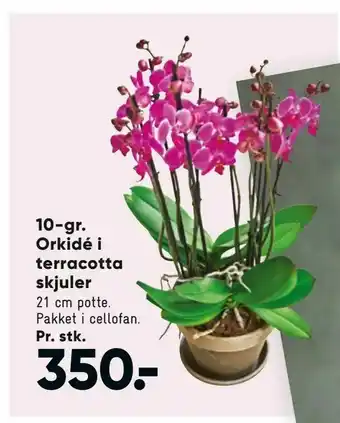 Bilka 10-gr. Orkidé i terracotta skjuler tilbud