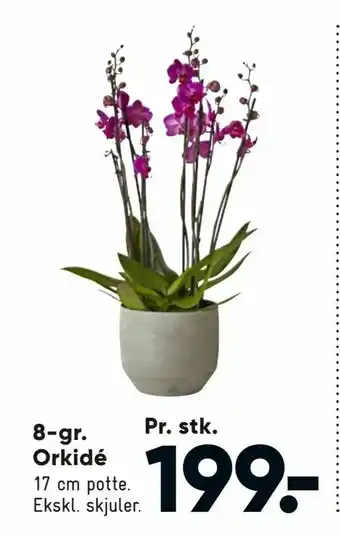 Bilka 8-gr. Pr. stk. Orkidé tilbud