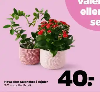 Hoya eller Kalanchoe i skjuler