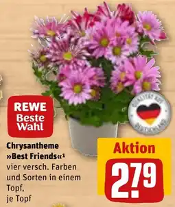 REWE DE REWE Beste Wahl Chrysantheme Best Friends tilbud