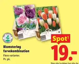 Lidl Placeres Ude Blomsterløg farvekombination tilbud
