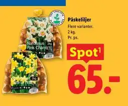 Lidl Påskeliljer tilbud