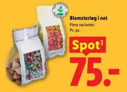 Lidl Blomsterløg i net tilbud