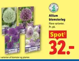 Lidl Allium blomsterløg tilbud