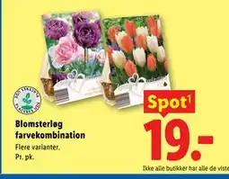 Lidl Blomsterløg farvekombination tilbud