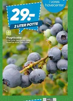 Bilka Frugtbuske tilbud
