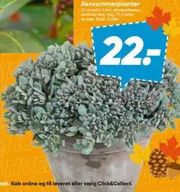 Bilka Sensommerplanter tilbud