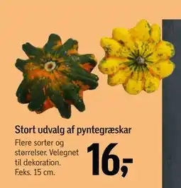 Føtex Stort udvalg af pyntegræskar tilbud