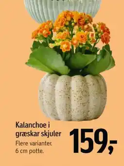 Føtex Kalanchoe i græskar skjuler tilbud