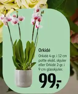 Føtex Orkidé tilbud