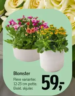 Føtex Blomster tilbud