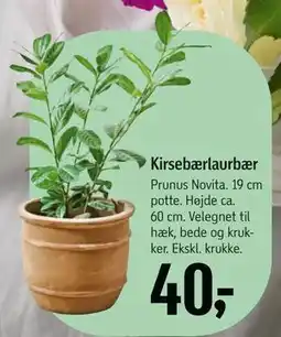 Føtex Kirsebærlaurbær tilbud