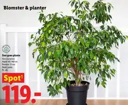 Lidl Stor grøn plante tilbud