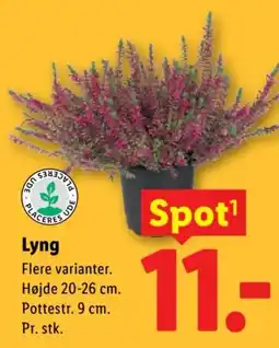 Lidl Lyng tilbud