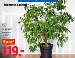 Lidl Blomster & planter tilbud