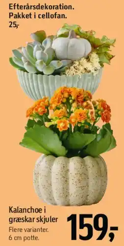 Føtex Kalanchoe i græskar tilbud