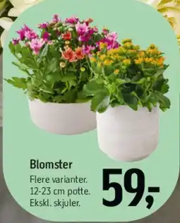 Føtex Blomster tilbud