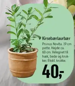 Føtex Kirsebærlaurbær tilbud