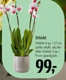 Føtex Orkidé tilbud