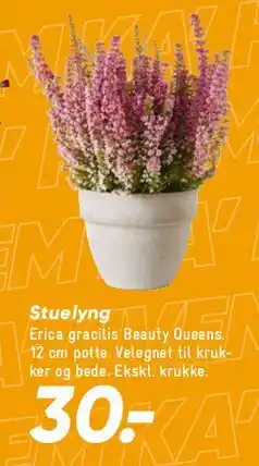 Bilka Stue lyng (Erica gracilis 'Beauty Queens') tilbud