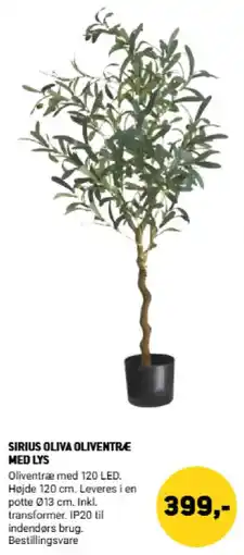 XL-BYG Sirius Oliva Oliventræ med lys tilbud
