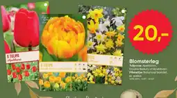 BigDollar Life's Garden Blomsterløg tilbud